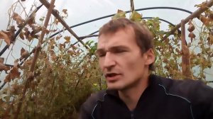 Бизнес на огурцах. Сколько я заработал на огурцах.