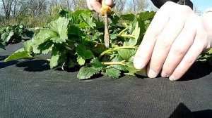 Пятна на листьях клубники Антракноз вызывает гниение ягоды  Клубника для начинающих