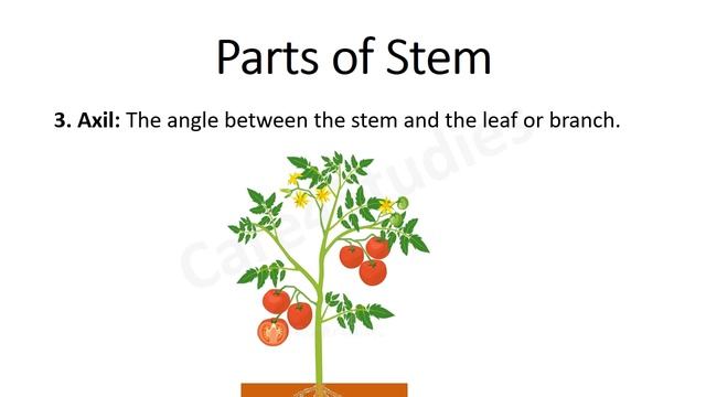 Stem (Parts and Functions) | Chapter-7 | Getting to know Plants | Science | Class 6 смотреть онлайн