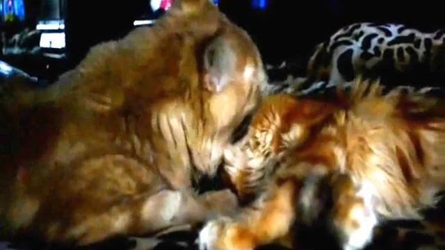 Maine Coons Love Story - Мейн Кун Darling Kitty смотреть онлайн