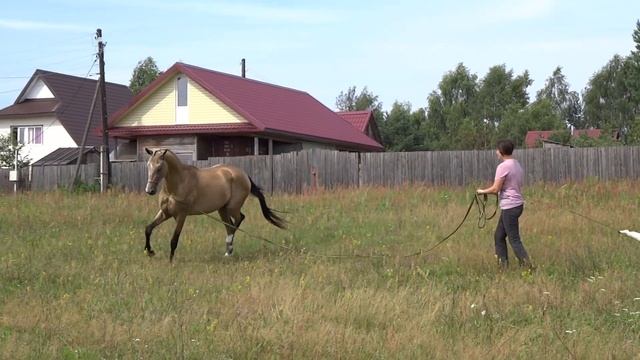 Продажа Ахалтекинских лошадей Sale Of Akhal-Teke Horses Https://akhaltekellc.com