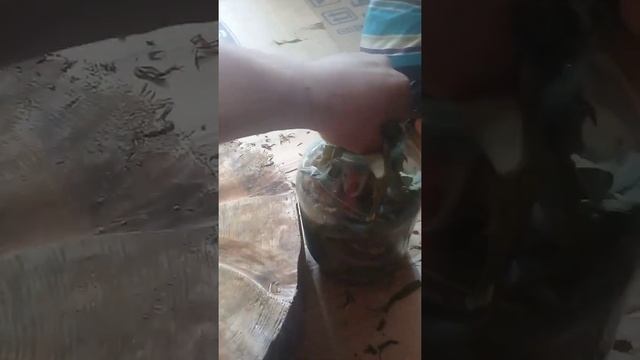 Доска для скручивания листьев иван чая. смотреть онлайн