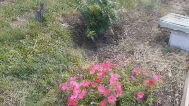 #важнаяподкормкамноголетников смотреть онлайн