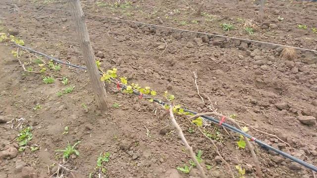 20160430 Виноград Ланселот смотреть онлайн