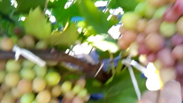 сорт винограда софия урожай 2015 смотреть онлайн