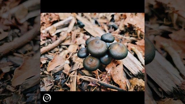 Penumbra смотреть онлайн