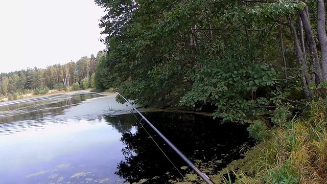 ЭТА ОСНАСТКА БЕЗ РЫБЫ НЕ ОСТАВИТ. Рыбалка на лесном озере. смотреть онлайн