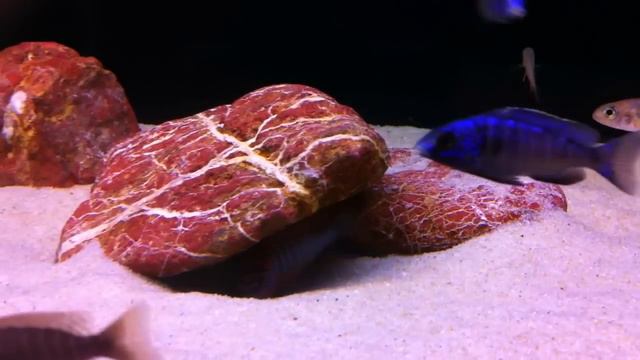 Labidochromis spec. 'Kimpuma red' смотреть онлайн