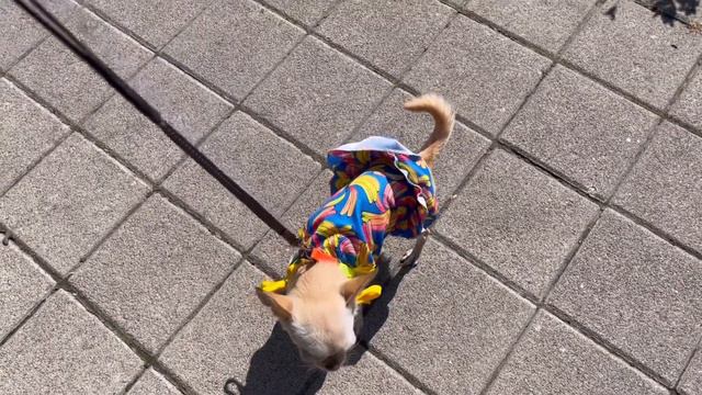 Солнце выманило меня из дома, чихуахуа Мия на прогулке.1.08.2023 года. смотреть онлайн