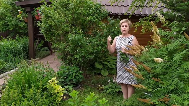 ЖАСМИН САДОВЫЙ или ЧУБУШНИК ? Особенности выращивания, ухода и ОБРЕЗКА / Садовый гид смотреть онлайн