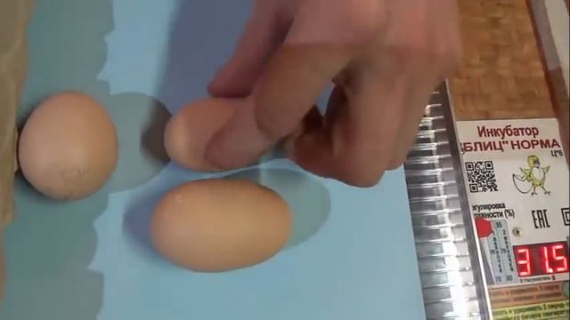 Инкубация КУРИНЫЙ ЯИЦ. Блиц норма смотреть онлайн