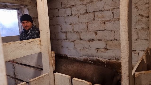 Всех поросят придётся убрать( ИО Глории Макстер 304 смотреть онлайн