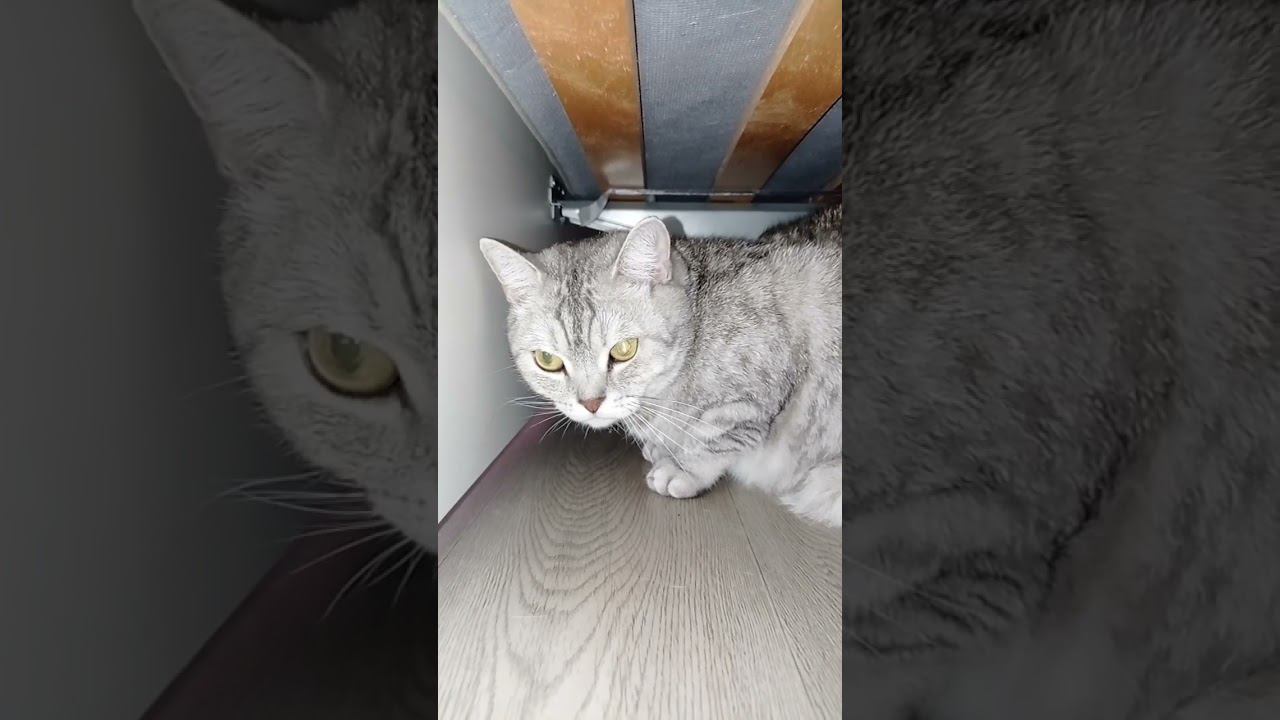 Спасешь котенка? #Shorts смотреть онлайн