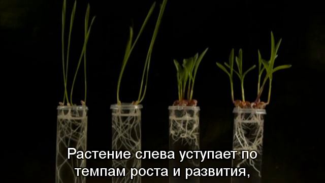 Регуляторы роста растений, ГП МНТЦ "Агробиотех" смотреть онлайн