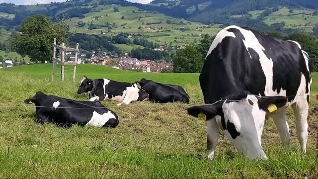 COW VIDEO • Y COWS MOOING AND GRAZING IN A FIELD. Farm animals. Коровы. Стадо коров смотреть онлайн