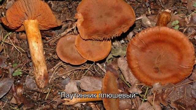 Грибы и Ягоды. Съедобные и Несъедобные. Обучающее видео для детей. смотреть онлайн