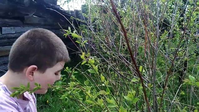 В саду Обрезаю сухие ВЕТКИ смотреть онлайн