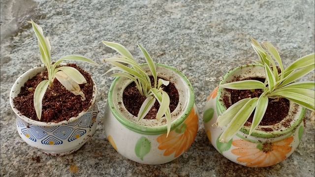 How To Propagate And Take Care Of Dwarf Spider Plant || Indoor Plant : Chlorophytum Laxum Bichetii