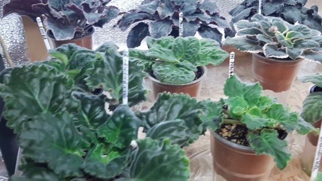 КОМНАТНЫЕ ЦВЕТЫ._МОЯ ОРАНЖЕРЕЯ_/часть 2 смотреть онлайн