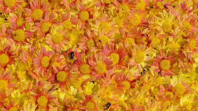 КРАСИВЫЕ ОСЕННИЕ ЦВЕТЫ Модные цветы в саду смотреть онлайн