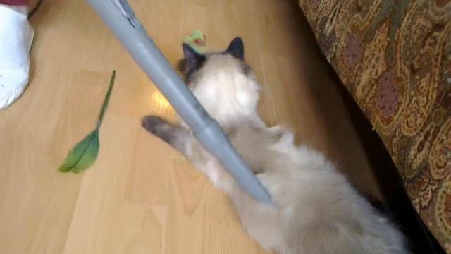 Как пылесосить кошку смотреть онлайн