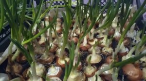 Маленький секретик в выгонке лука| Ускоренная выгонка лука| Лук на перо