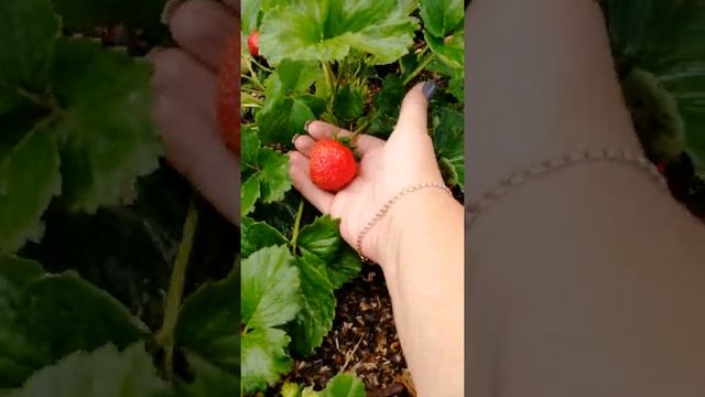 Земляника НСД ИРИШКА смотреть онлайн