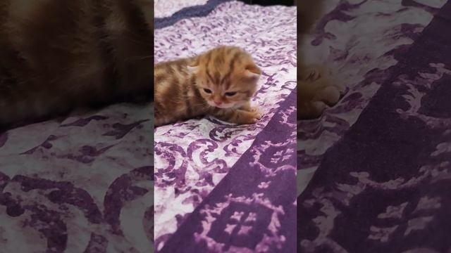 Вся команда в сборе????