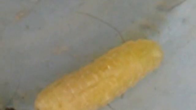 личинки мухи тахины вышли из куколки непарного шелкопряда смотреть онлайн