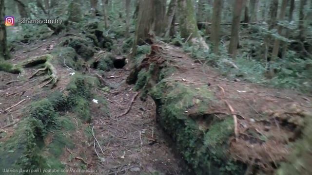ЛЕС САМОУБИЙЦ В ЯПОНИИ - АОКИГАХАРА. Почему туда лучше не ходить _ Aokigahara Fo смотреть онлайн
