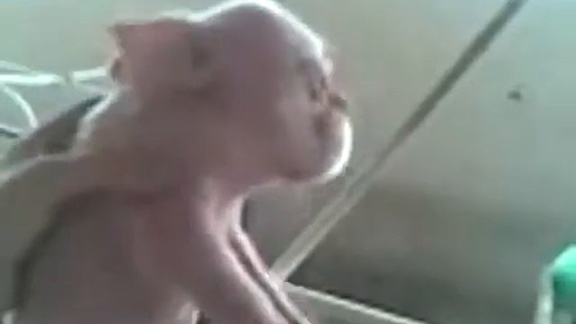 Поросенок с человеческим лицом  Мутант !!