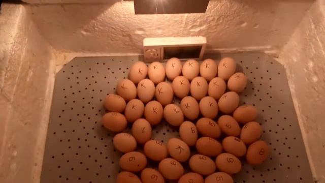 Инкубация яиц.Инкубатор своими руками смотреть онлайн