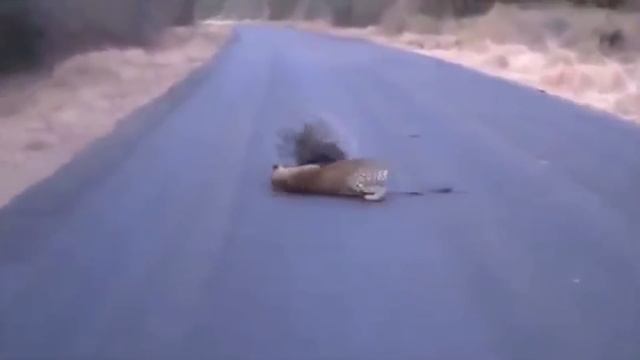 ДИКОБРАЗ В ДЕЛЕ: ДИКОБРАЗ ПРОТИВ ГЕПАРДА, СОБАКИ, ЛЕОПАРДА И ЗМЕИ смотреть онлайн