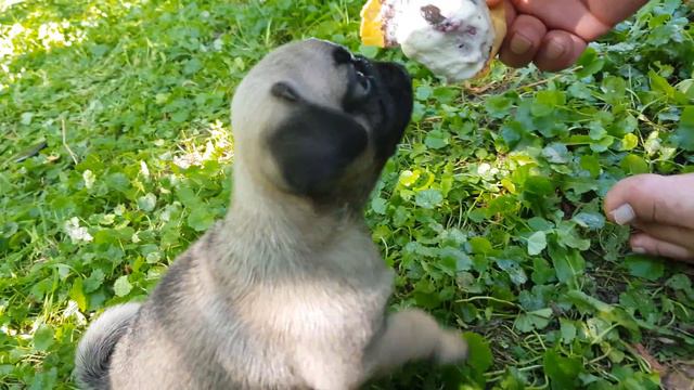 Обыденная жизнь МОПСА по кличке Айя!)))