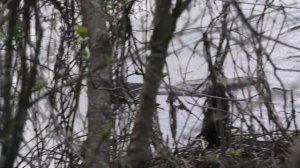 Река Деркул, апрель 2023 г