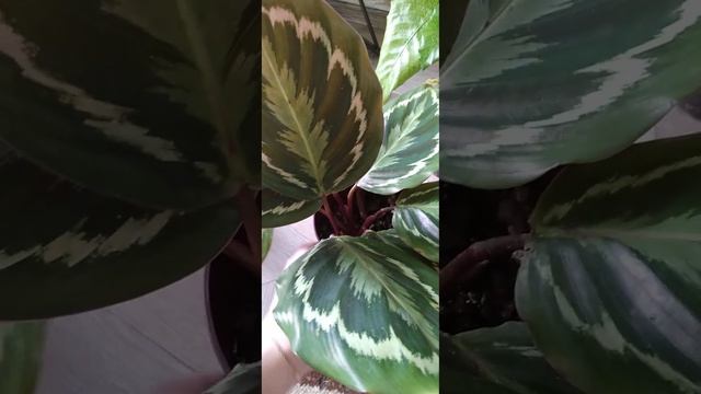 Калатеи . Пытаюсь с ними подружиться ?. 24.05.2023. смотреть онлайн