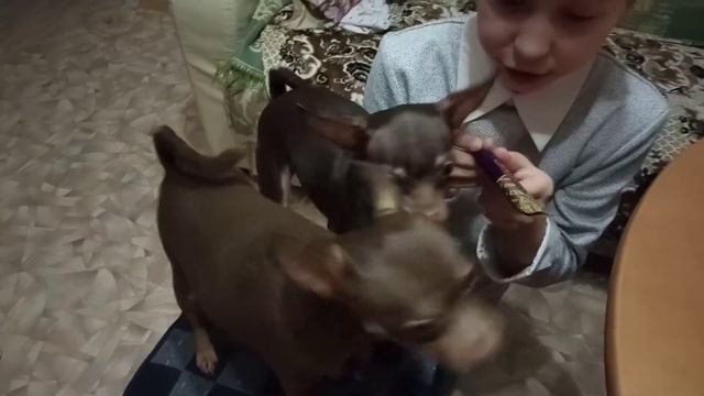 Здравствуй Ёлка Новый Год / мамино День Рождение /Распоковка Подарков/ Бимошкина Сестрёнка смотреть онлайн