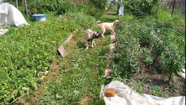 VID 20190623 134704 смотреть онлайн