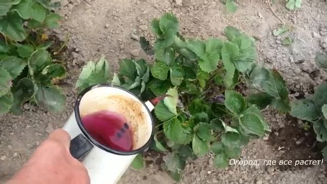 Что важно сделать для клубники весной.mp4 смотреть онлайн