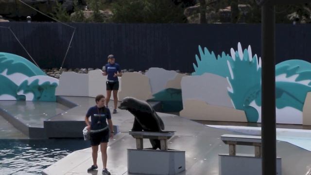 Аквариум в Нью-Йорке / New York Aquarium смотреть онлайн