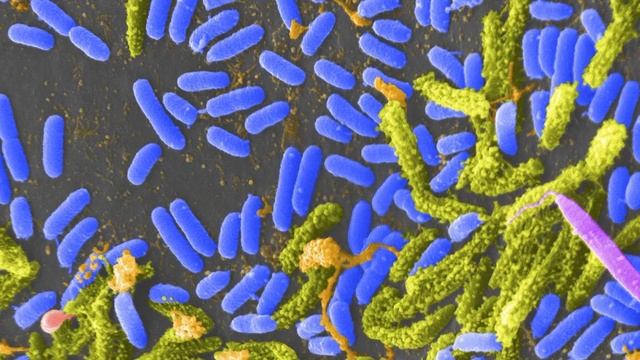 Бактерии помогли создать новый эффективный фильтр для воды смотреть онлайн