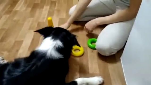 Gabby&Ready Бордер колли Гэбби собирает детскую пирамидку