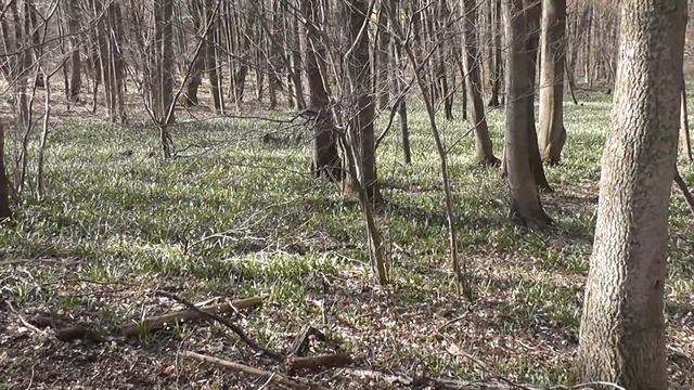 Märzenbecherwald Hundsdorf Ettenstatt mit Detailaufnahmen Frühlingsknotenblume (Leucojum vernum) смотреть онлайн