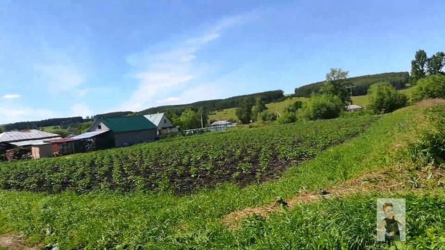 На черешню напала тля! Почему не плодоносит вишня? Цветник зарос/ ДЕРЕВЕНСКИЙ VLOG смотреть онлайн