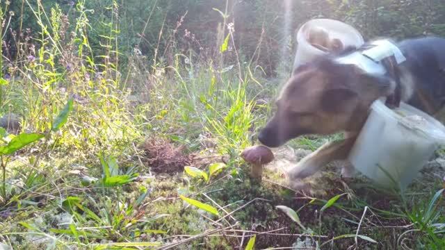 Поляны белых грибов.Люди помогите, вызовите  такси из Осташково , мне не донести.