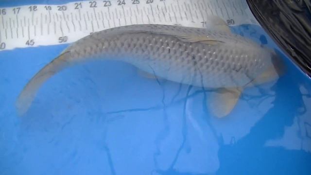 Перл сорагой, самец смотреть онлайн