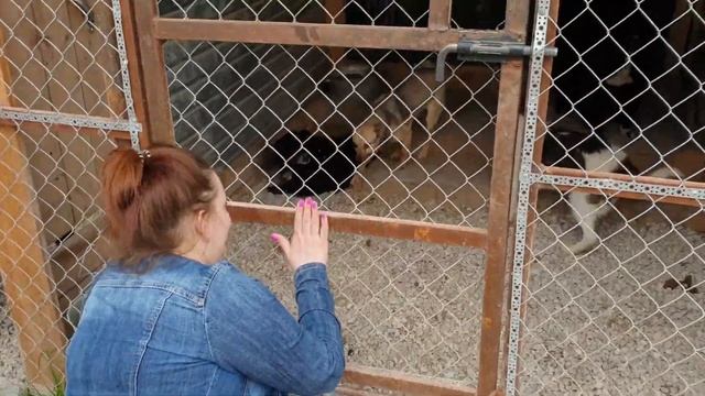 СЪЕЗДИЛИ В ПРИЮТ ДЛЯ БЕЗДОМНЫХ ЖИВОТНЫХ "ЛОХМАТАЯ ДУША" смотреть онлайн