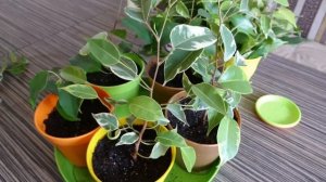 Посадка черенков Фикуса Бенжамина. Первое формирование кроны.