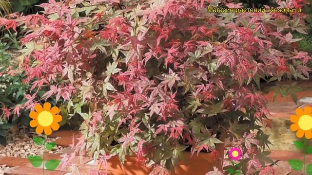 Клен дланевидный Бени-Майко. Краткий обзор, описание характеристик, где купить саженцы смотреть онлайн