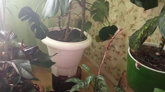 Комнатные цветы в солнечное утро смотреть онлайн